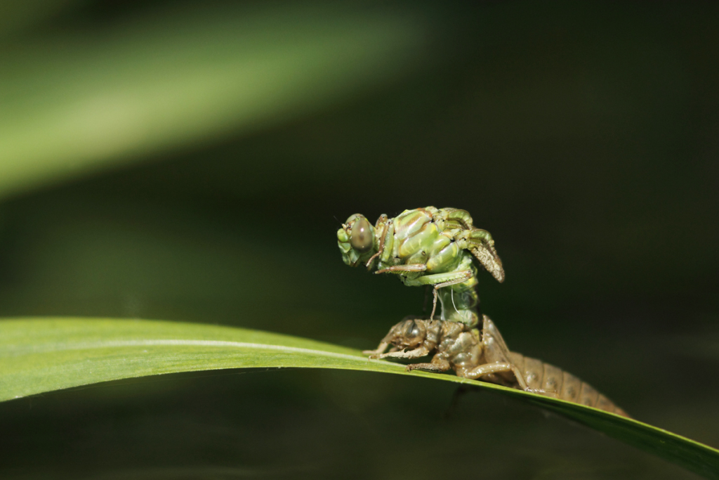 yellow-legged dragonfly emerging from its underwater larva skin