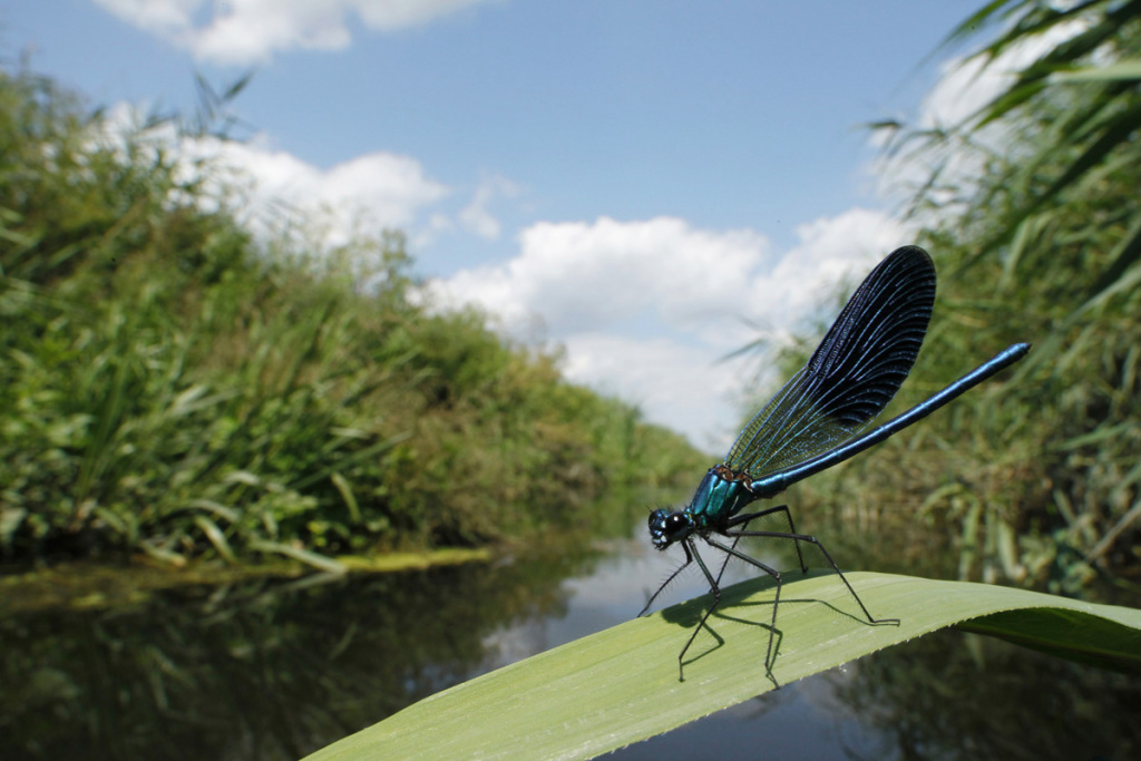 bended demoiselle male guarding its territory