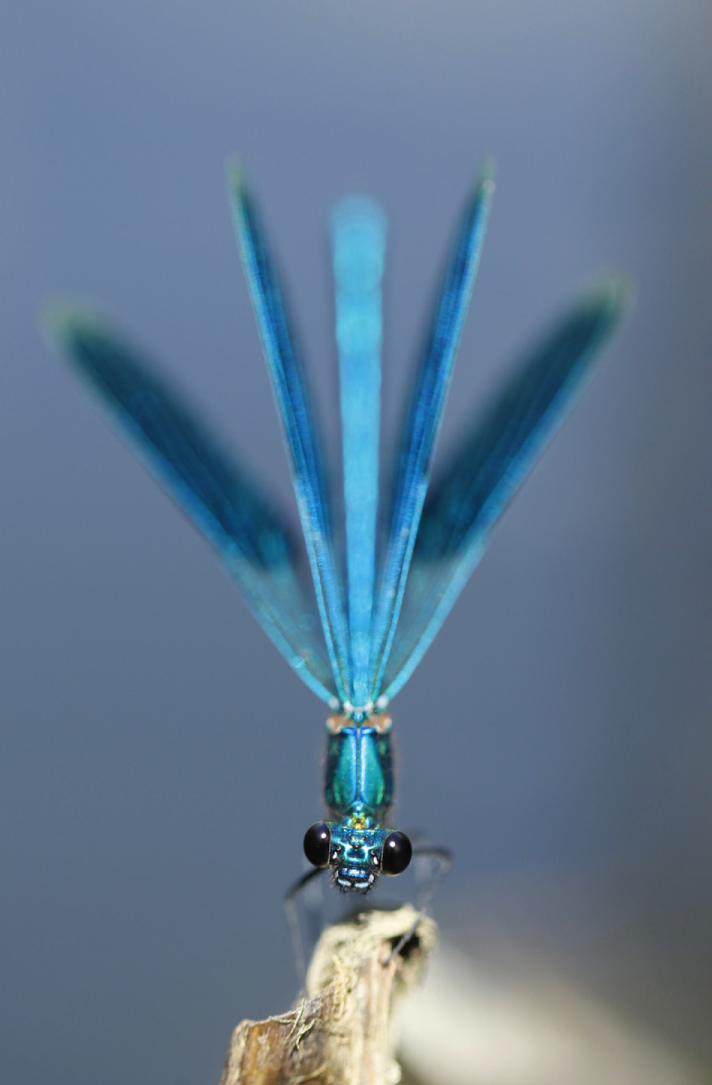 bended demoiselle in threatening posture