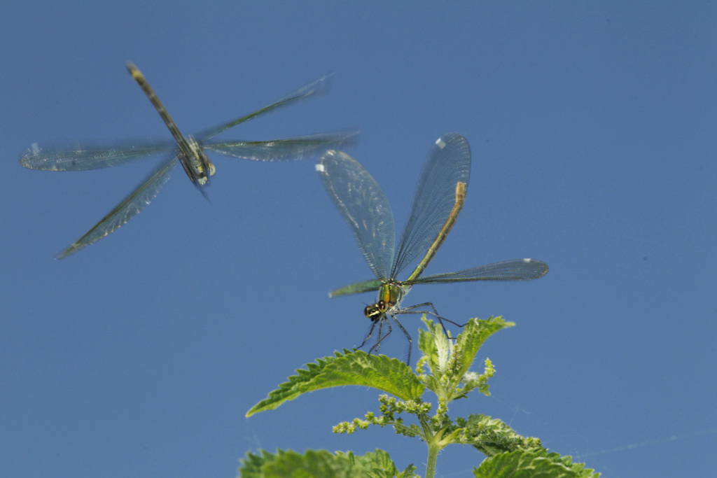 bended demoiselle females fighting for perching site