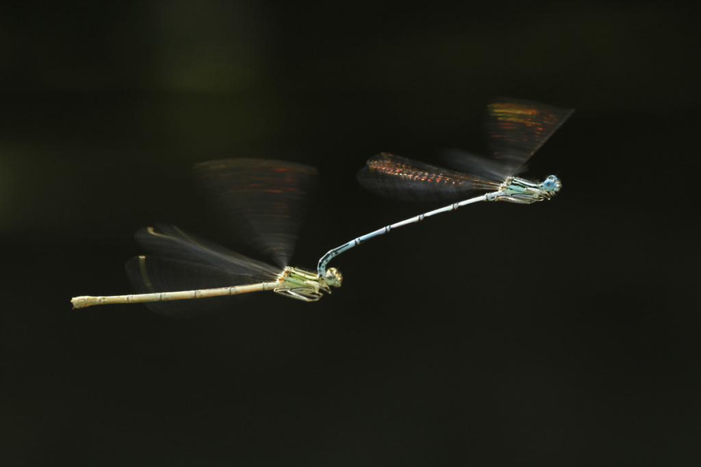 featherleg damselfly couple flies in tandem to lay eggs